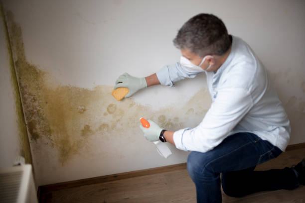 Best Mold Odor Removal Services  in Mayville, ND