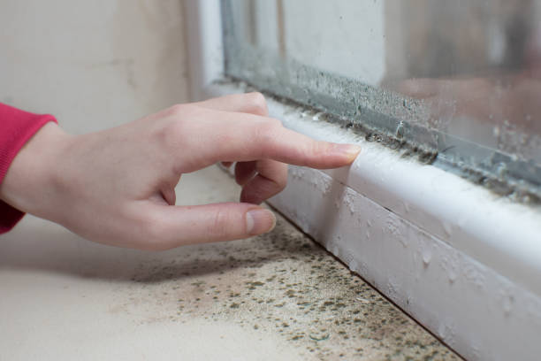 Best Dehumidification Services  in Mayville, ND