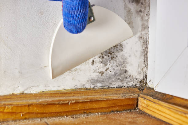 Best Mold Prevention Services  in Mayville, ND