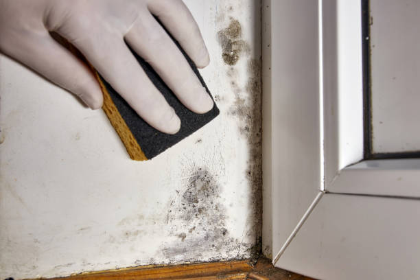 Best Basement Mold Removal  in Mayville, ND
